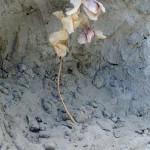 gheller-efflorescenze-8-cemento-e-fiori-secchi-cm100x60x50-2019-particolare-bassa